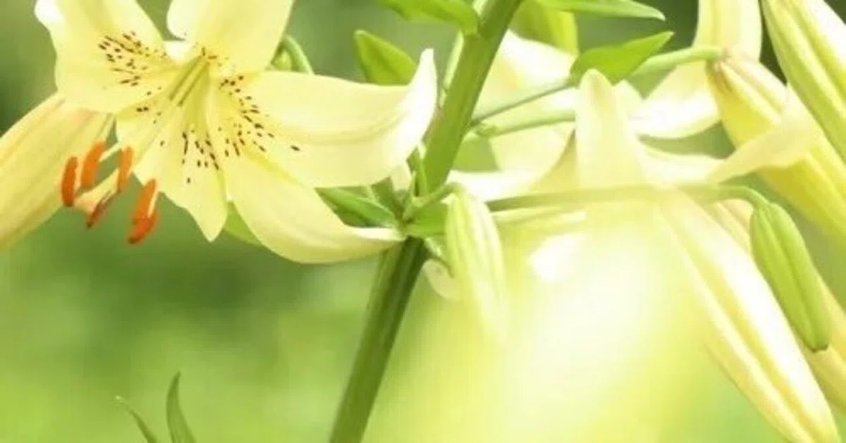 百合の花にはどんな種類がある？それぞれの画像と名前をご紹介