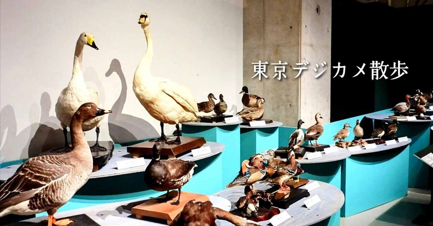 科博 特別展 《 鳥 》へ行きました-01。｜michio