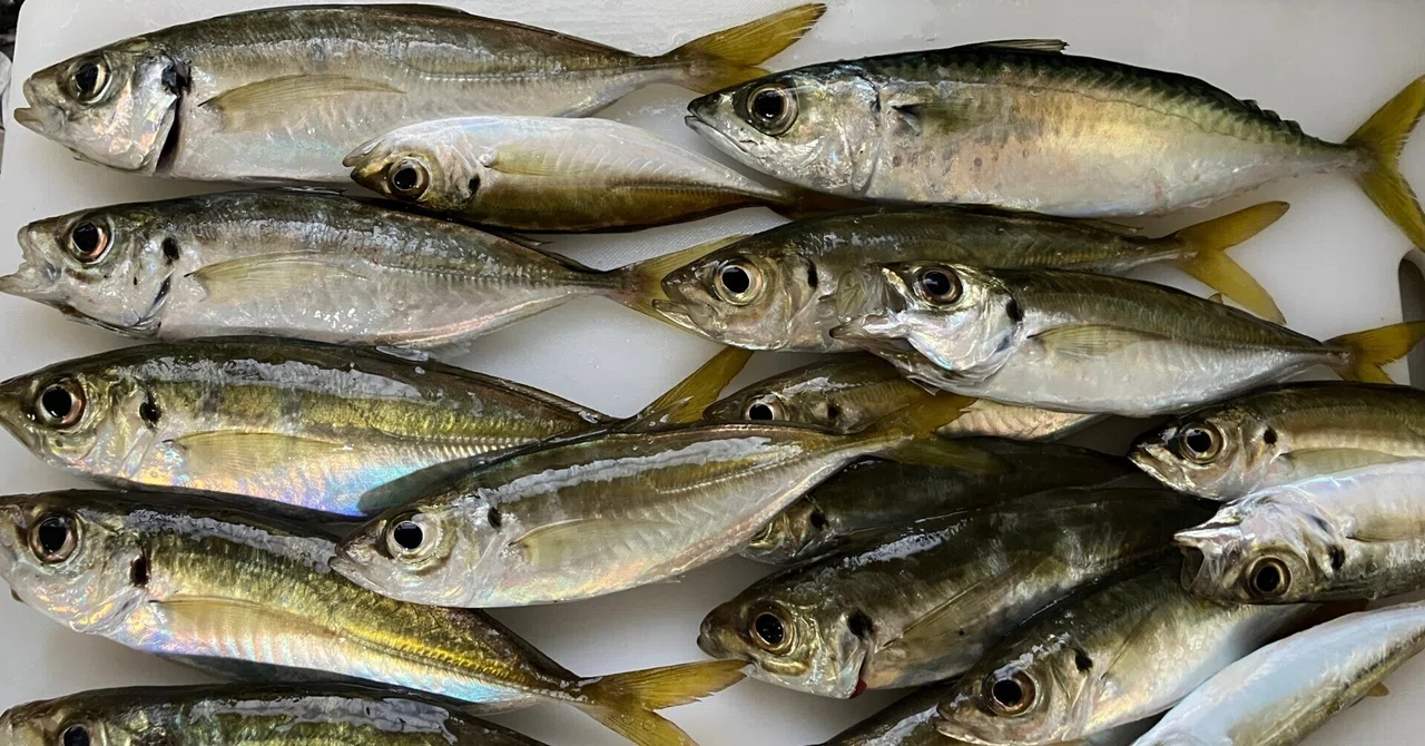 魚を釣るために、大事にしたい3つのこと。｜味園健治 K.Misono【365日コンサルnote】