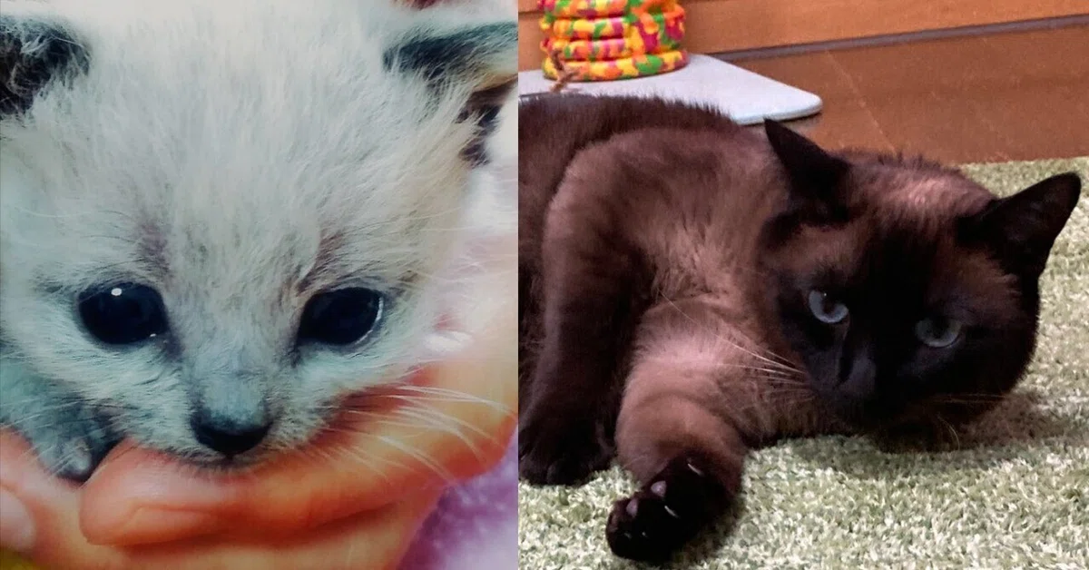 白猫詐欺にあいました」子猫を迎え入れたら…毛色が大変化！衝撃の 