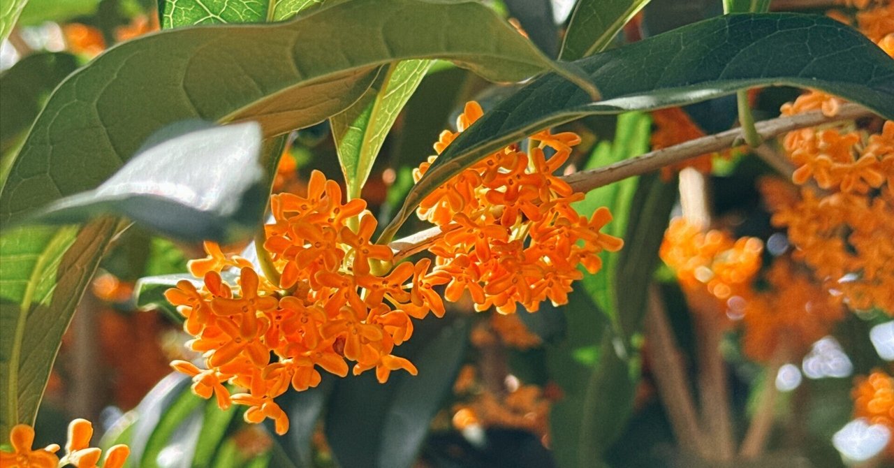 CTOとはいったいなんだったのか ver. 2024|Sotaro Karasawa