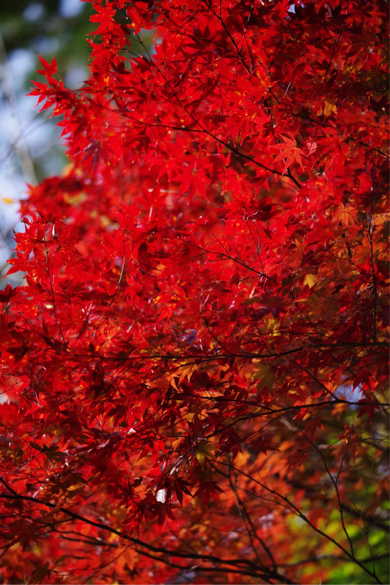 SAMYANG 135mm F2.0 ED UMC」と写真と私｜Aki Yamaki