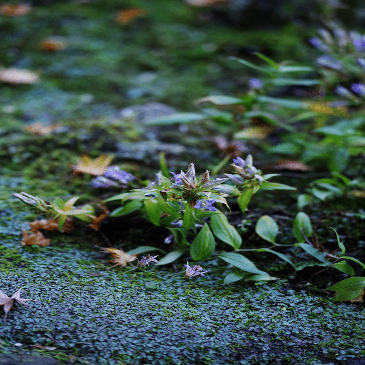 ■美品■SAMYANG 135mm F2 ED UMC For PENTAX kenkotokina2_8809298883867