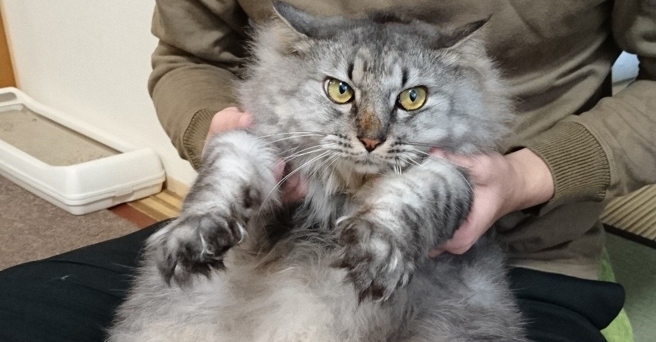 うちの猫 マヌル猫に似てると思って ムト紺 Note