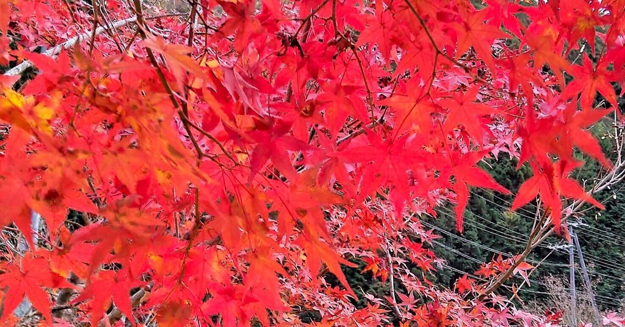 🍁奈良 室生川沿い『室生もみじ公園』～紅葉が綺麗なとっても
