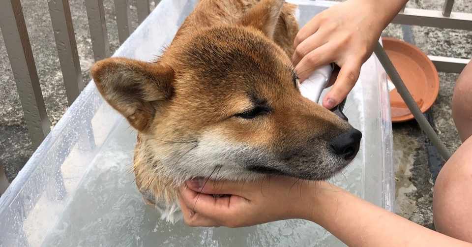 ペットのシャンプーってどうしてる 我が家の犬のシャンプー事情 Punipuniball Note