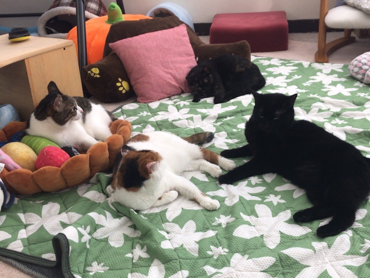 さしみは寝て待て 保護ねこカフェおむすび Note さしみは寝て待て 保護ねこカフェおむすび Note