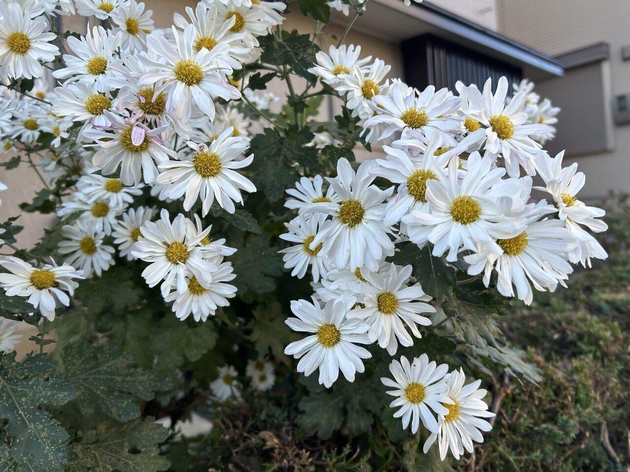 朝の菊と仕事のこと｜Snow❄️Yukihikari