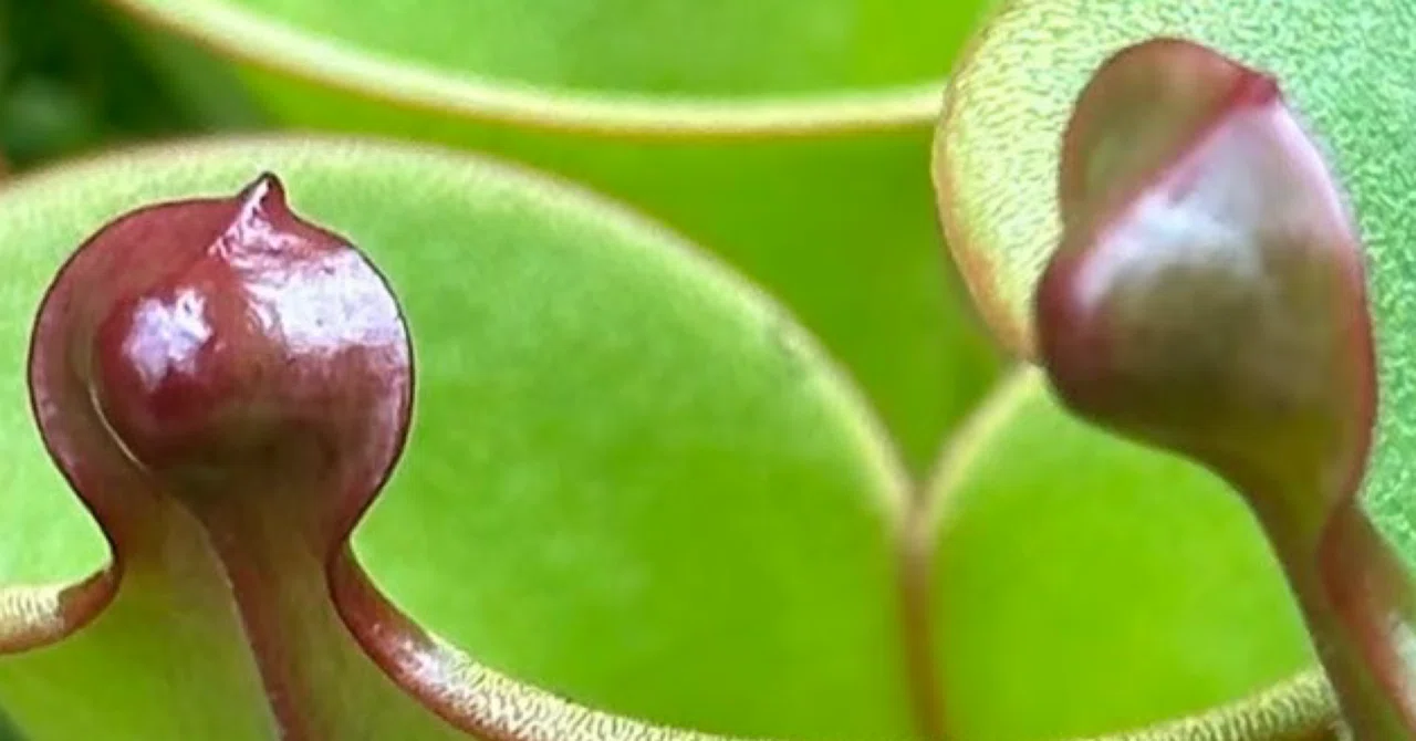 ヘリアンフォラ ヘテロドクサ 優雅な花は虫誘う飴、その下は虫誘う鞭