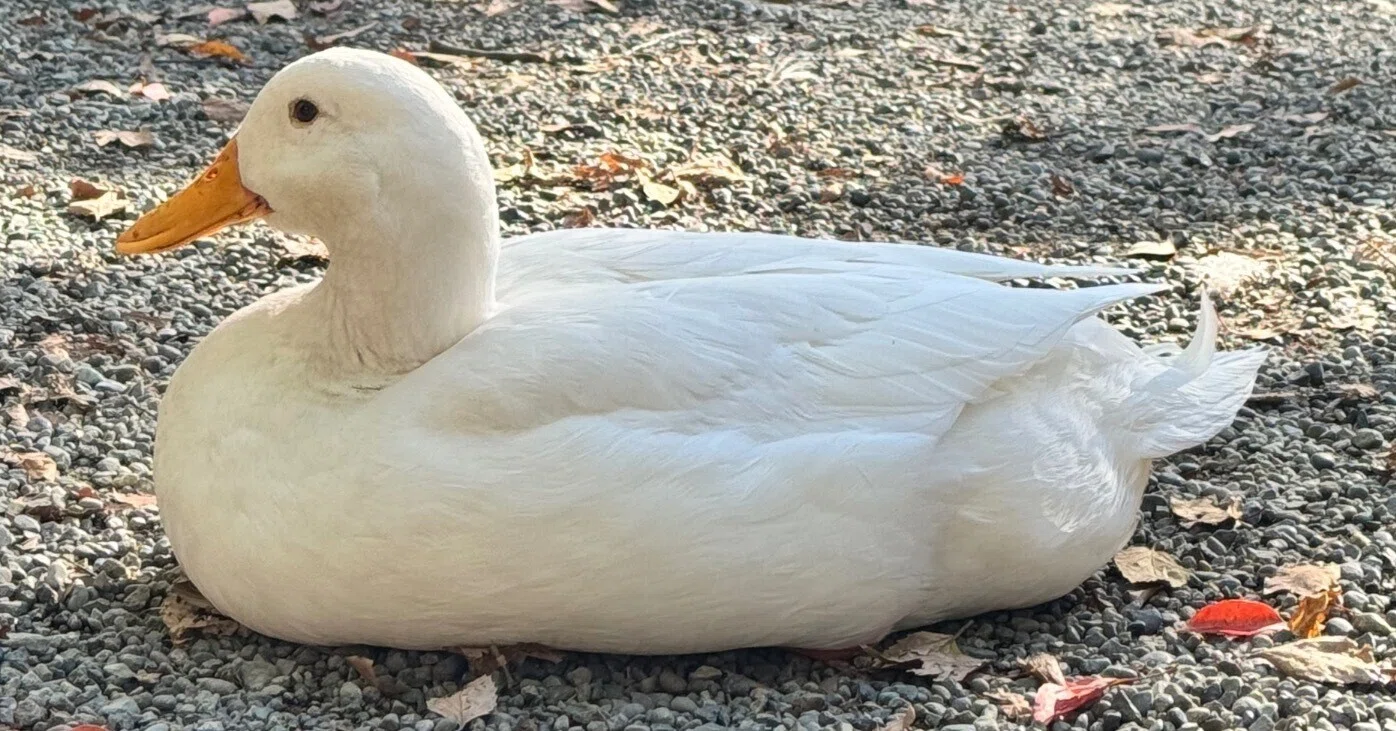 もふもふバードテン‪☆ 特大 アヒルさん⑥a アヒルへの執着④｜津ツ麓(津ん）