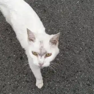 nekoですが
