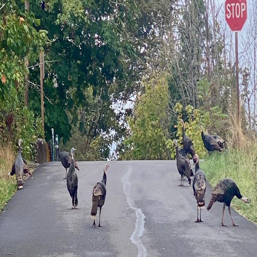 七面鳥と私とアメリカ合衆国｜河馬犀cabbage