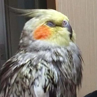 オカメ