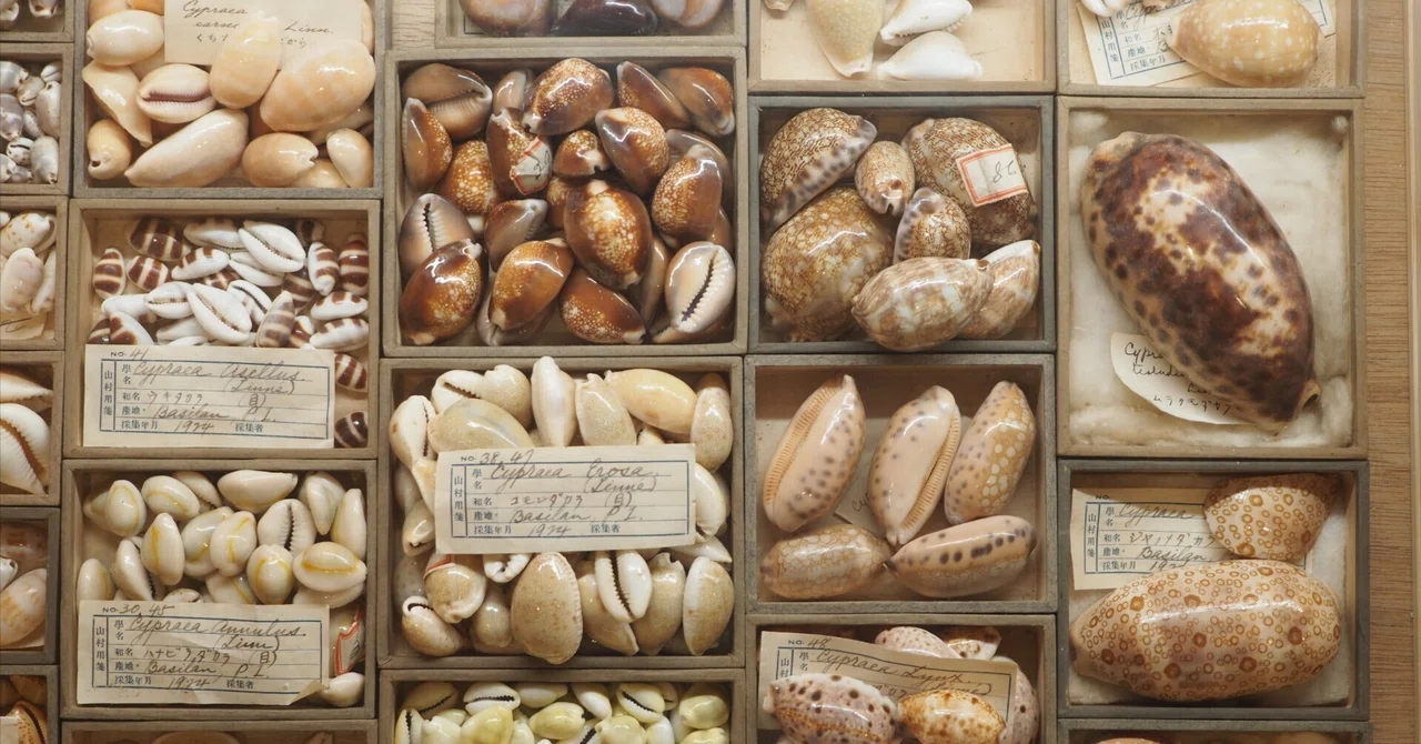 貝に魅せられた人たちによる小さな企画展『貝類展』…上野・国立科学
