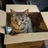 ねこみやにゃおこ