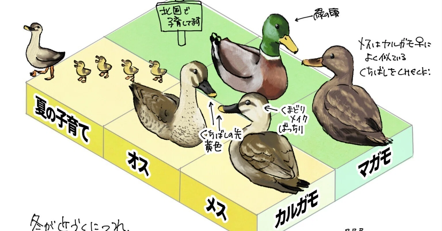 カルガモ マガモ 違い