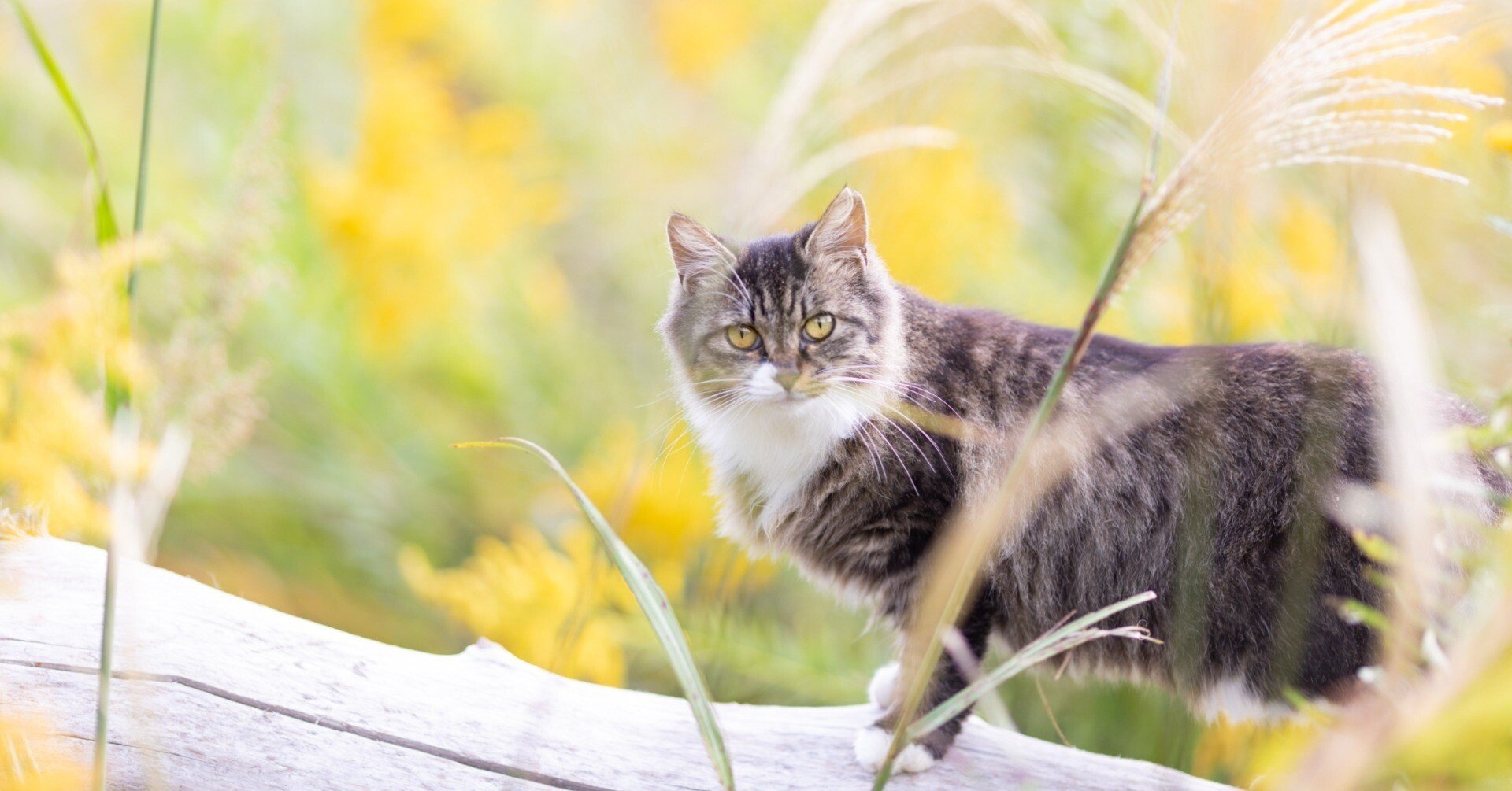 猫に会いに行く旅／田代島🐈 その2｜猫写真家 さくらもえぎ＊ねこ旅日和＊