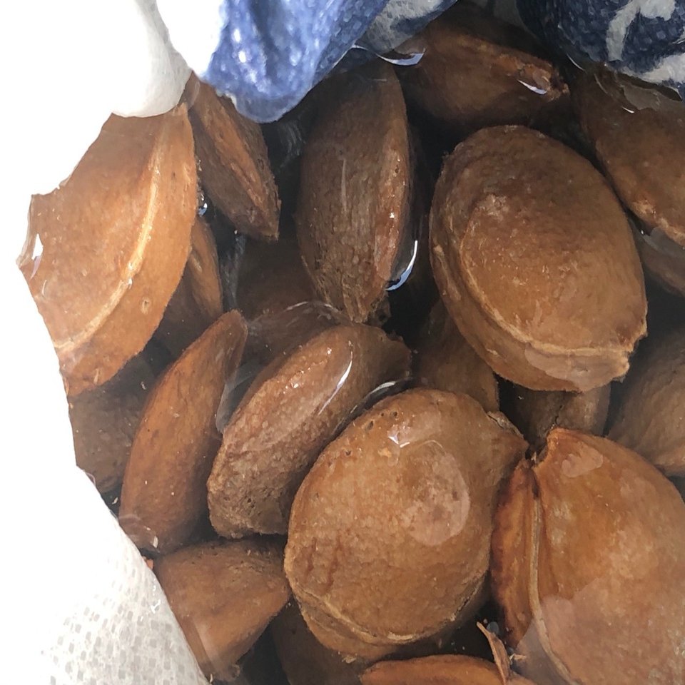 杏のタネをまく Shanthi Usui Note