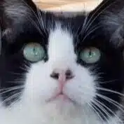 神猫シェンフー