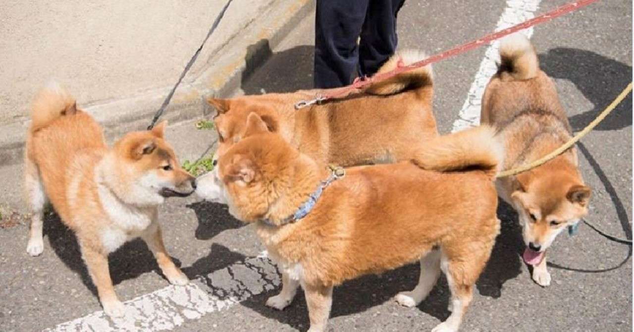 柴犬むうのベストショット Punipuniball Note