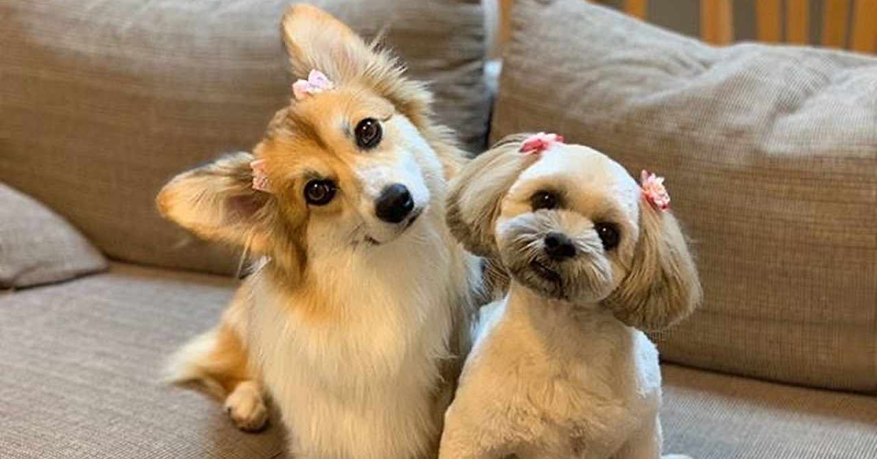 保護犬 の選択肢に光を当てたい いい部屋ペット いい部屋ネット 公式 Note