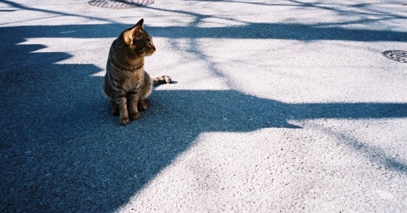 ご近所の猫たちに存在を無視されて、胸がキュンとした。