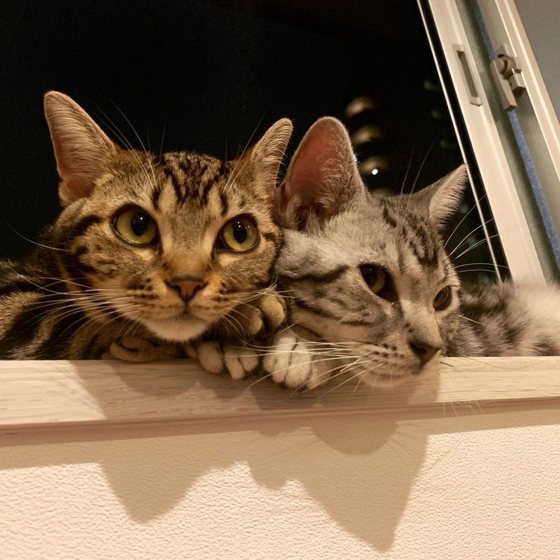 うちの猫ちゃんが1歳になりました X ブックエンズ Note