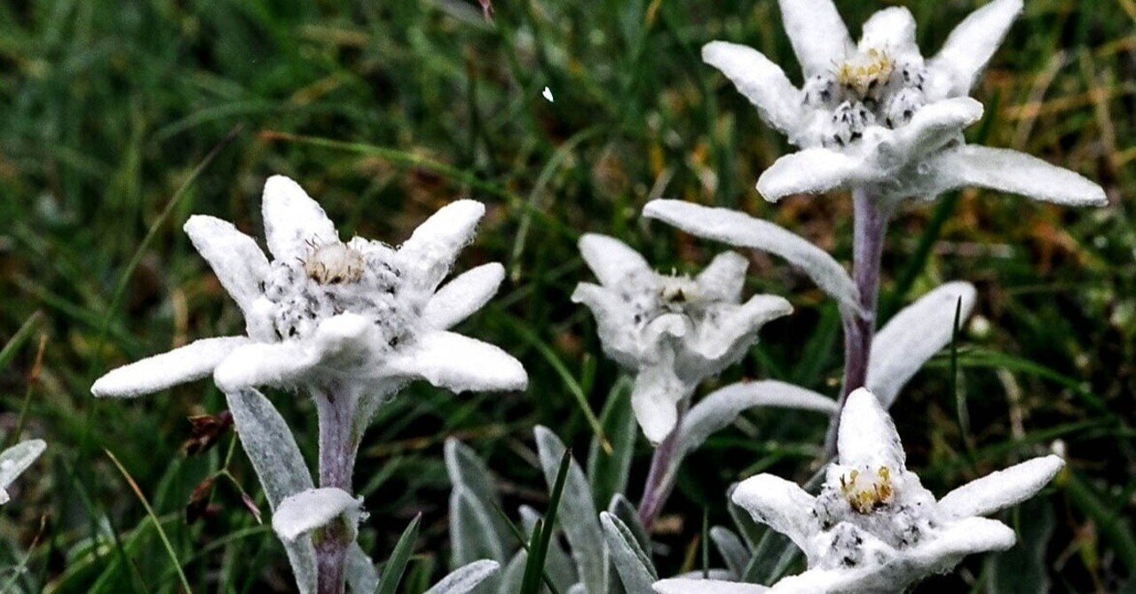 【グリーンリリアルプ】　【ブラックリリー】【スノーホワイトプラチナシルバー】 グリーンリリアルプ】 【ブラックリリー】【スノーホワイトプラチナ