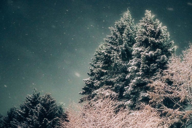 雪夜の木