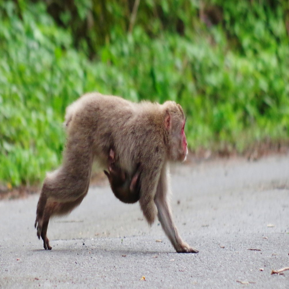 猿 片腕のサル』｜思い出デジカメ