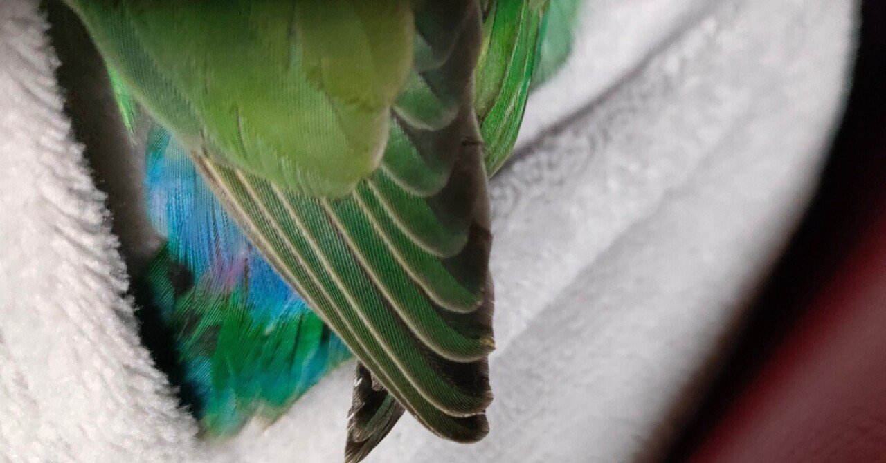 コザクラインコが家族に加わった日｜ヲタク行政書士®榊原沙奈