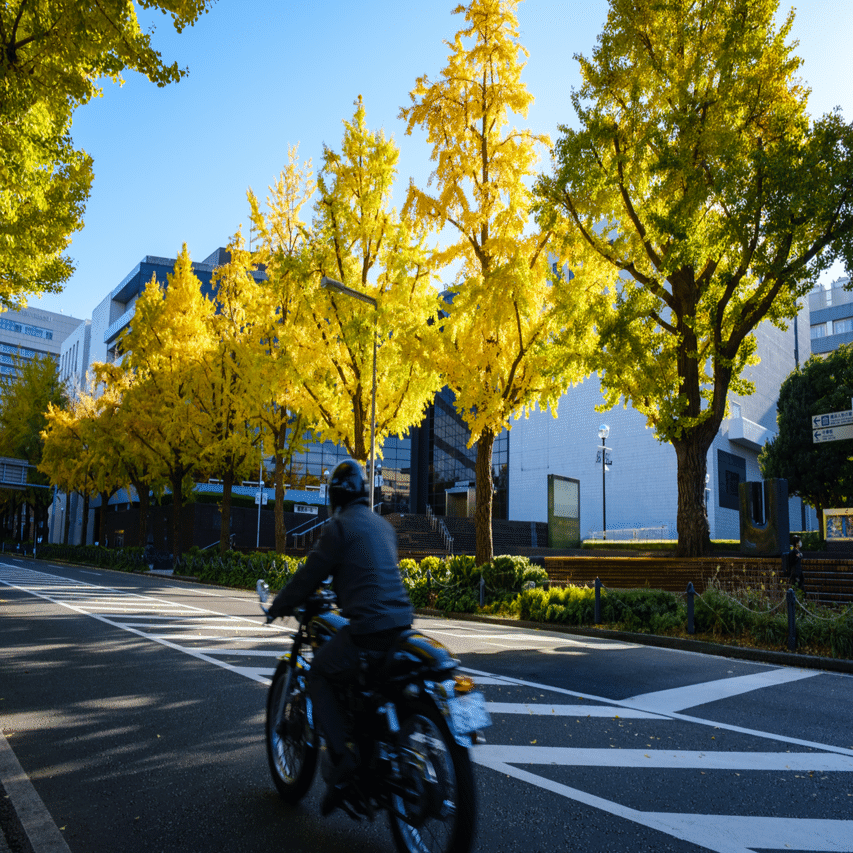 ASTIAで切り撮る横浜の銀杏並木｜imai
