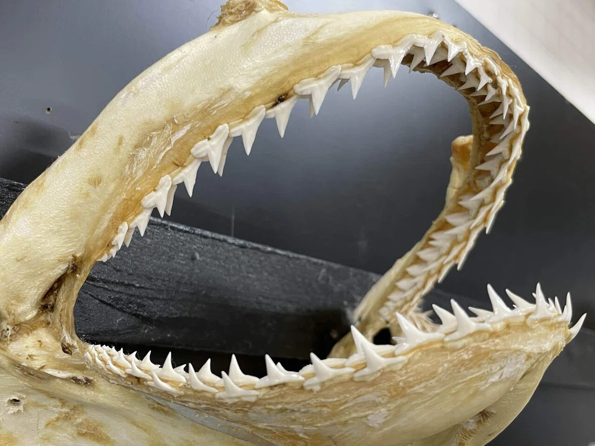 今日は『世界サメの日』🦈🌏|桂浜水族館 公式