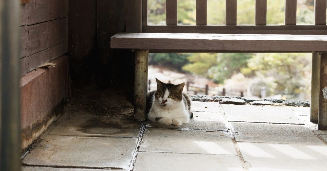 70-200でスナップした昨年ぶり2度目の地獄は猫天国だった。｜四月卯月
