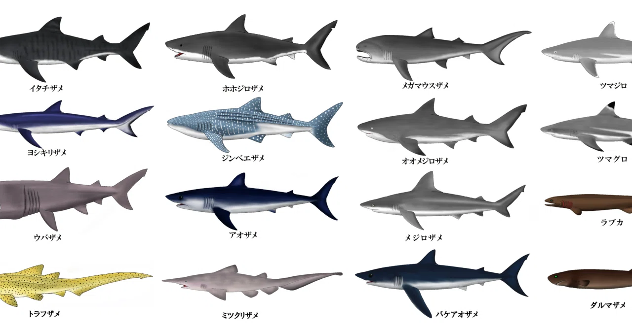 桂浜水族館 公式