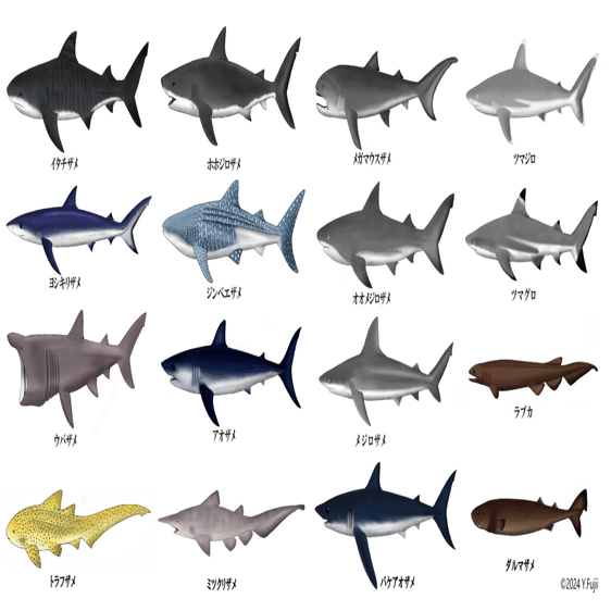 ★希少★ サメ(メジロザメ)の剥製 魚魚展】オガワアートさんのサメ剥製が並ぶ展示会でホホジロザメの幼魚