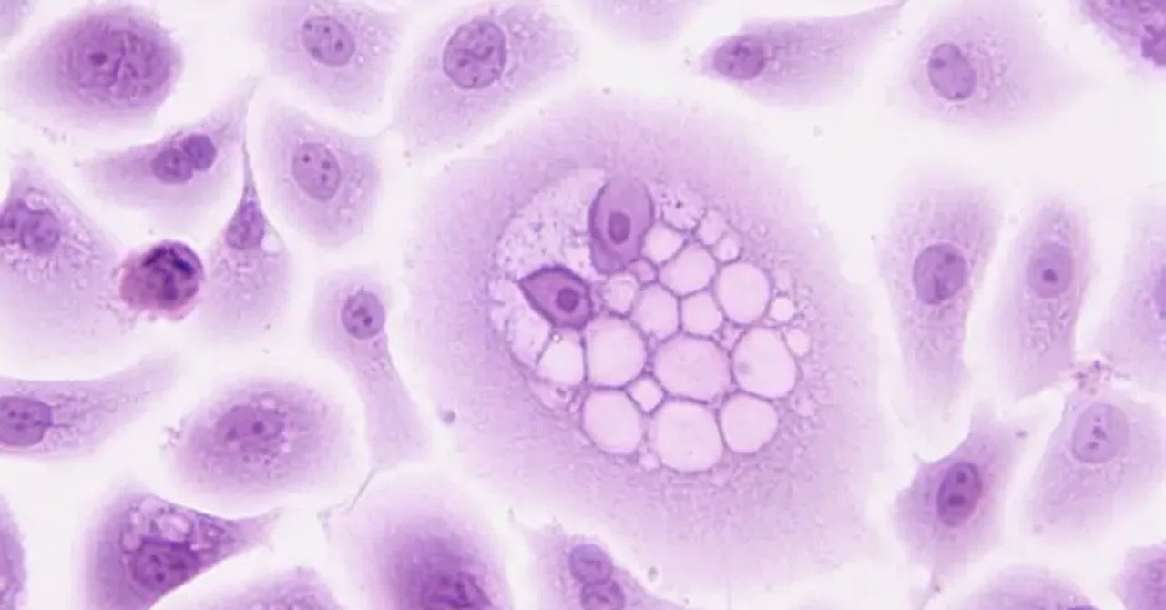 最新｜科学者たちが、腫瘍に反応する免疫細胞を活性化する手段として、ビタミンB6の一形態を特定