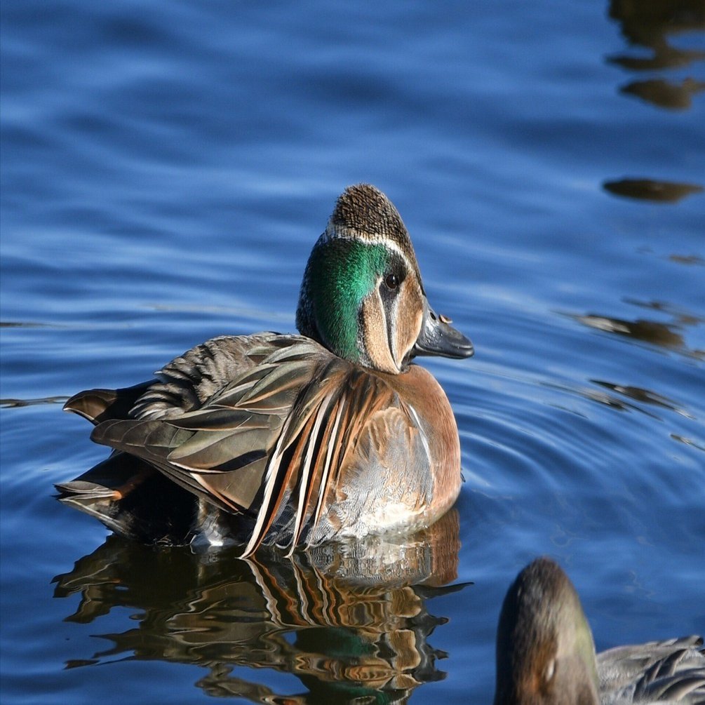 トモエガモ、アメリカヒドリ雌など【探鳥日記#26】2024.11.24(日
