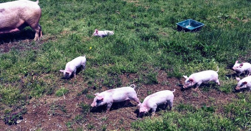 恐怖 野生の豚に食い殺される usa アメリカからこんにちは note