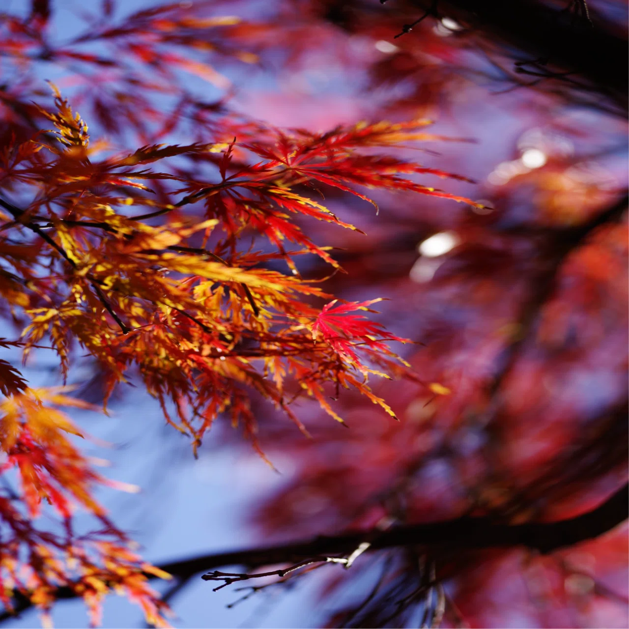 SAMYANG 135mm F2.0 ED UMC」と写真と私｜Aki Yamaki