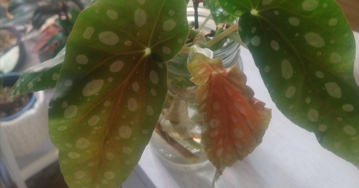 ベゴニア マクラータ】若い茎をカットした結果｜micyu