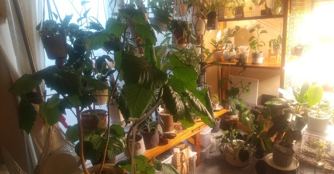 植物の配置】わが家の観葉植物さんたち、数えてみた|micyu 植物の配置】わが家の観葉植物さんたち、数えてみた|micyu