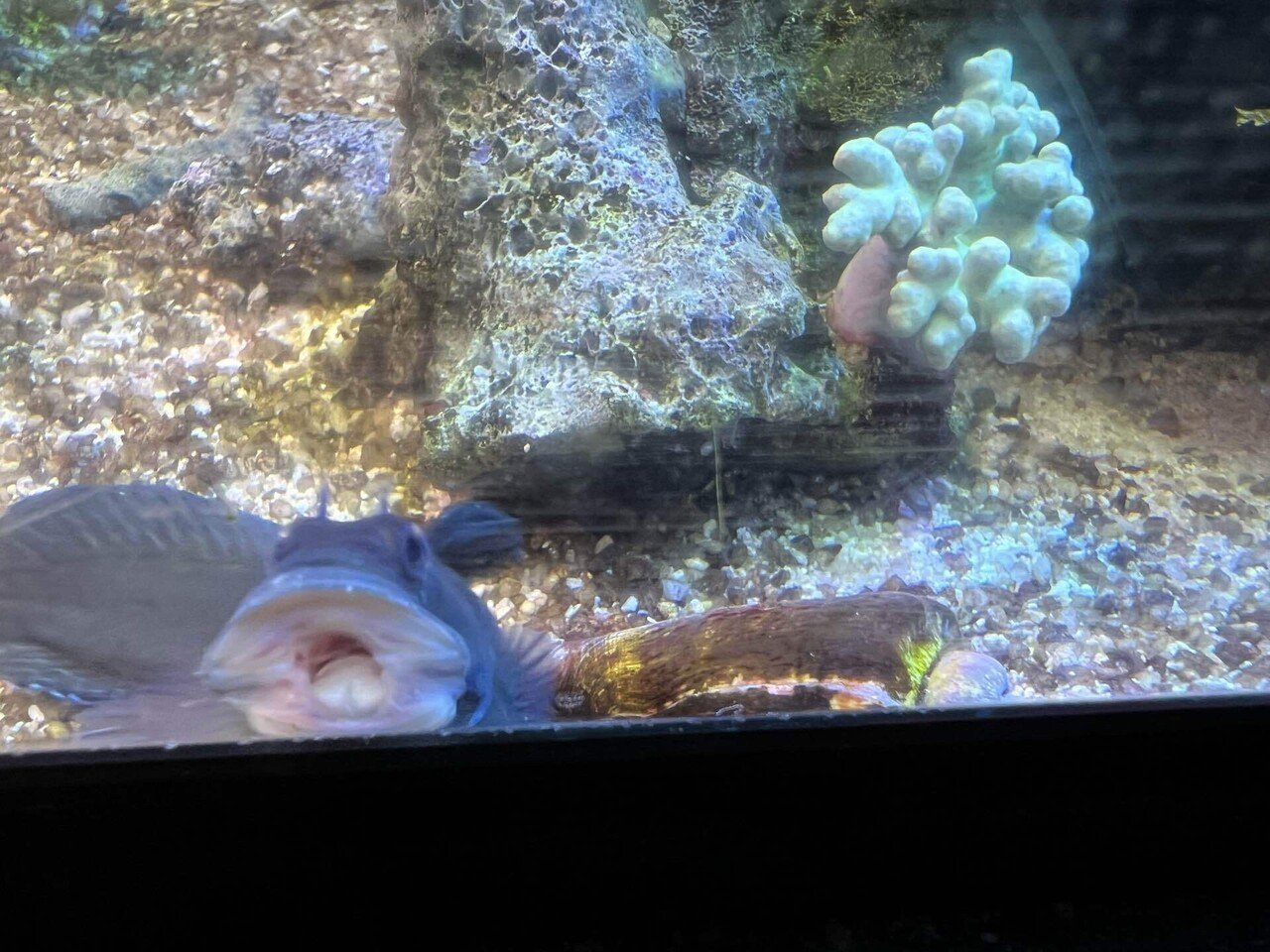 貝。サンゴ 熱帯魚専門店HIGHTIDE / シャコ貝