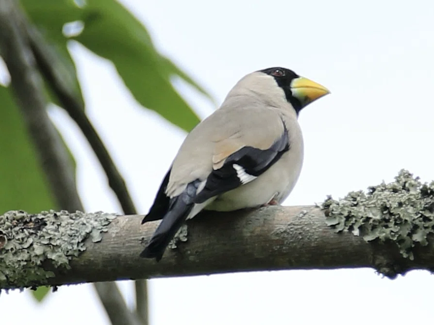私にとっての冬告鳥 イカル｜くまごろう
