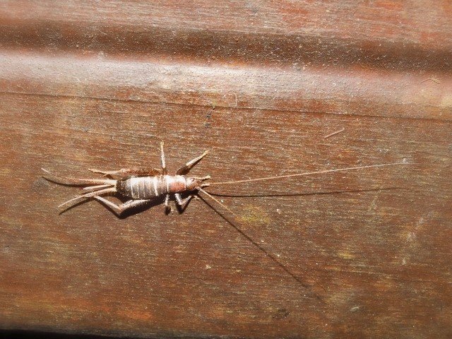 鬚虫