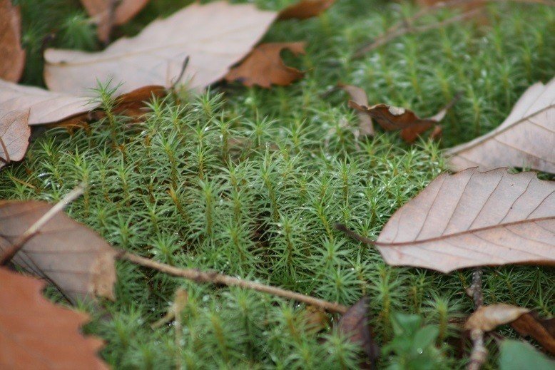 苔と落ち葉2019.11.27