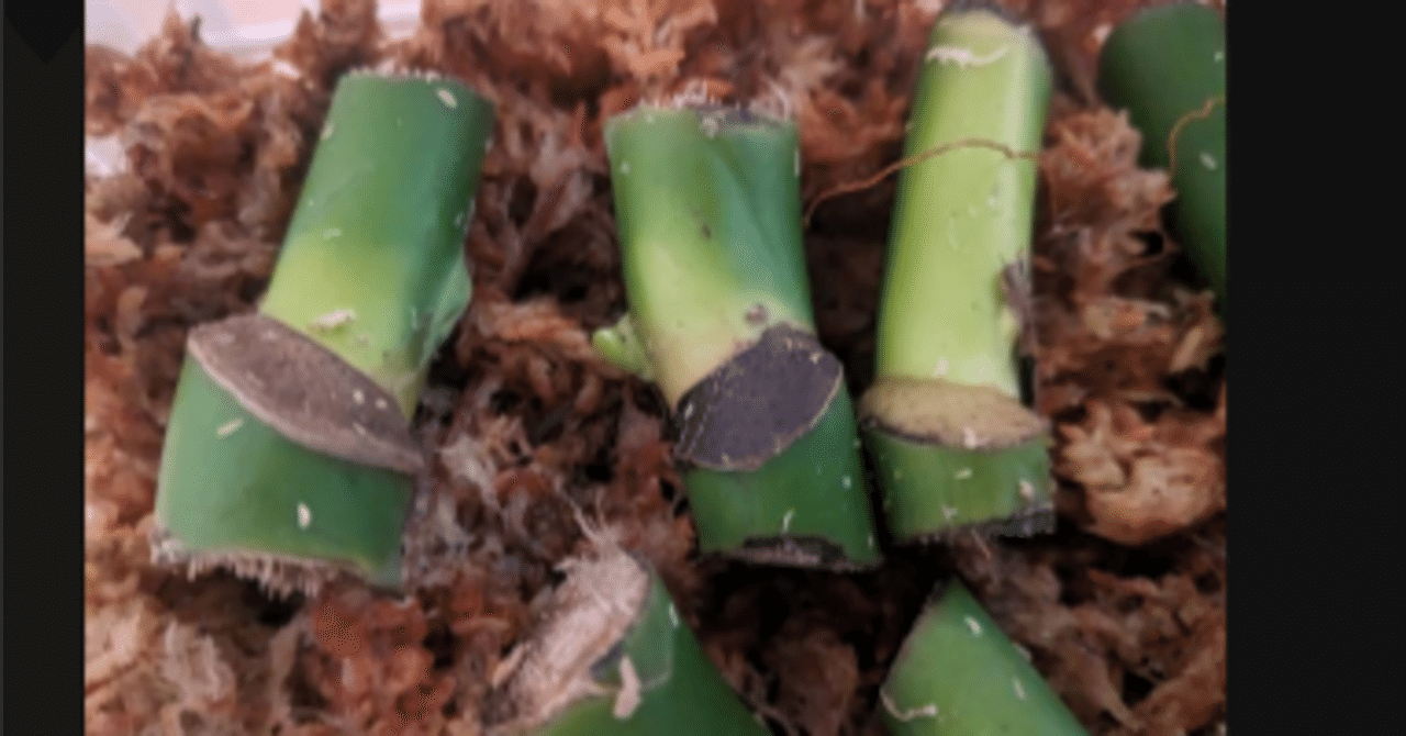 モンステラの茎伏せで失敗｜Anthurium-Japan