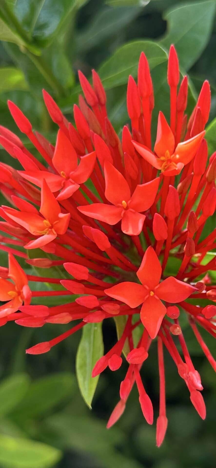 ✨✨✨サンダンカ【涼盆栽◎美らさん】検/花物/三段花 サンダンカ（三段花） | 花のチカラ☆緑のココロ