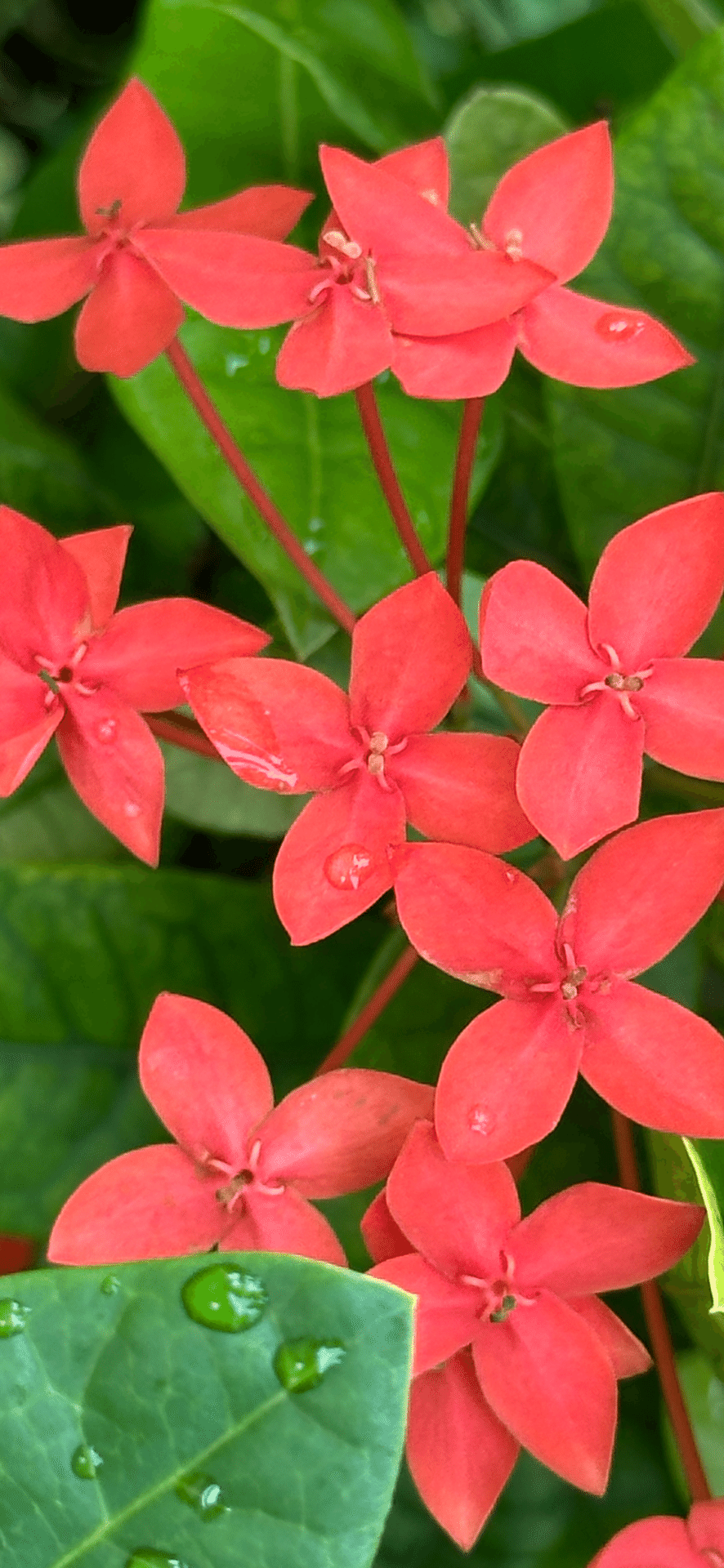 ✨✨✨サンダンカ【涼盆栽◎美らさん】検/花物/三段花 わきゃしま大好き:三段花（サンダンカ）