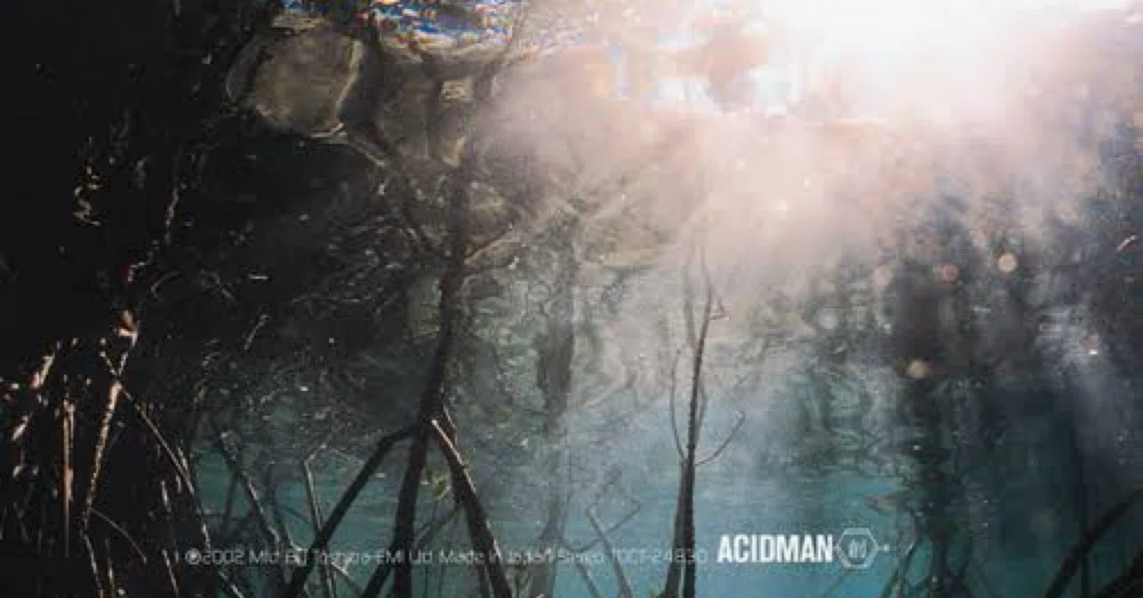 ACIDMAN / 創｜茶々
